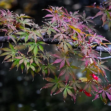 Artwork thumbnail, Maple Branch by Tracy Engle