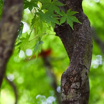 Artwork thumbnail, Maple Branches by Tracy Engle