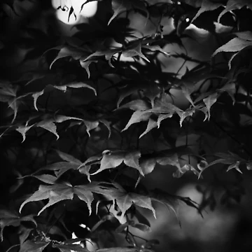 Artwork thumbnail, Maple Cascade - Monochrome by Tracy Engle