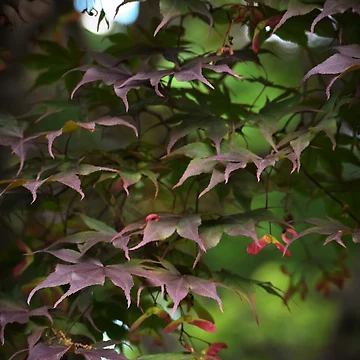 Artwork thumbnail, Maple Cascade by Tracy Engle