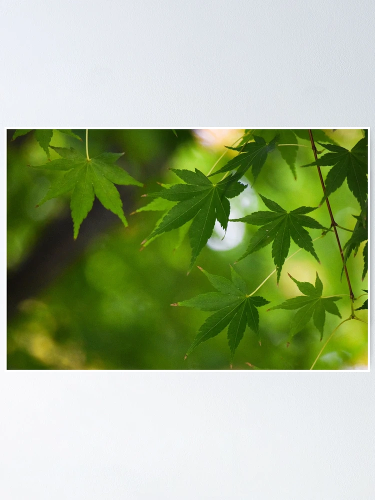 Thumbnail 1 of 3, Poster, Maple Days designed and sold by Tracy Engle.