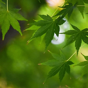 Artwork thumbnail, Maple Days by Tracy Engle