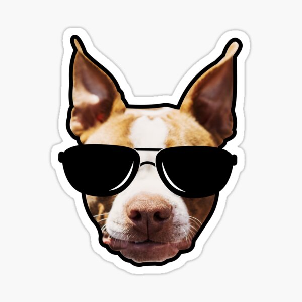 Boston Terrier Wearing Sunglasses Sticker