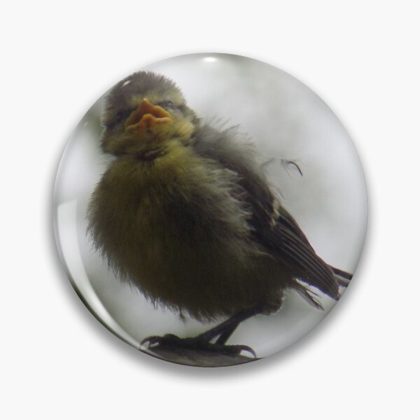Item preview, Blue tit fledgling designed and sold by Photos-by-Eddie.