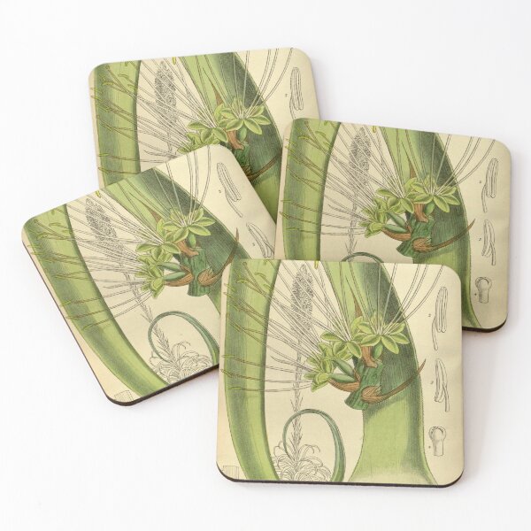 Item preview, Agave bracteosa 140 8581 designed and sold by EsotericBotanic.