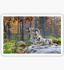 Timber Wolves Sticker