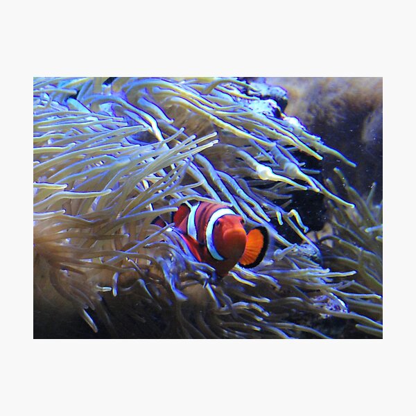 Grumpy Goldfish Photographic Print