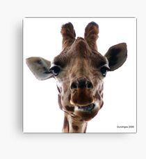 Giraffe Canvas Print