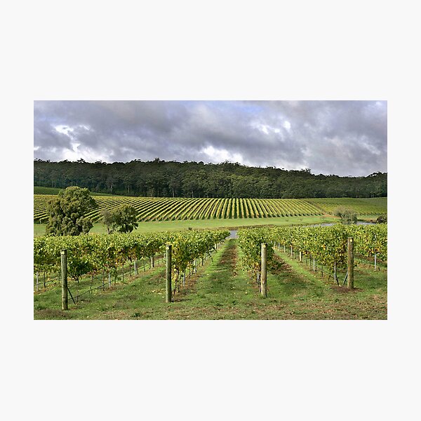 Item preview, Pemberton Vineyard - Western Australia  designed and sold by EOS20.