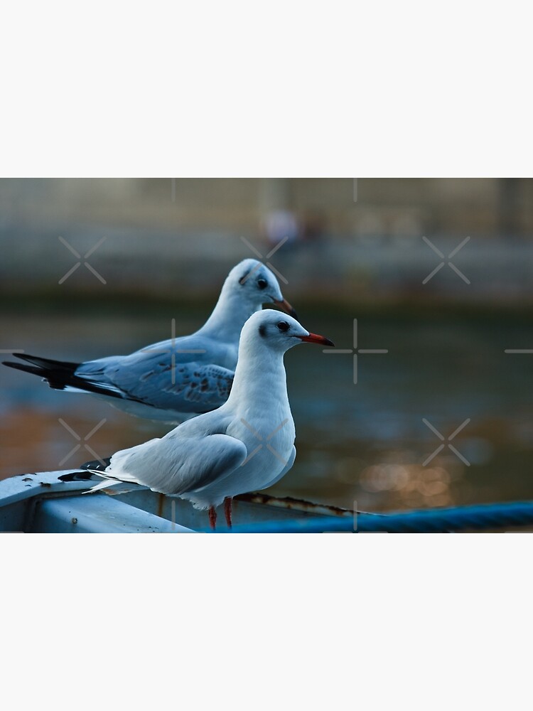 Seagulls by neoweb