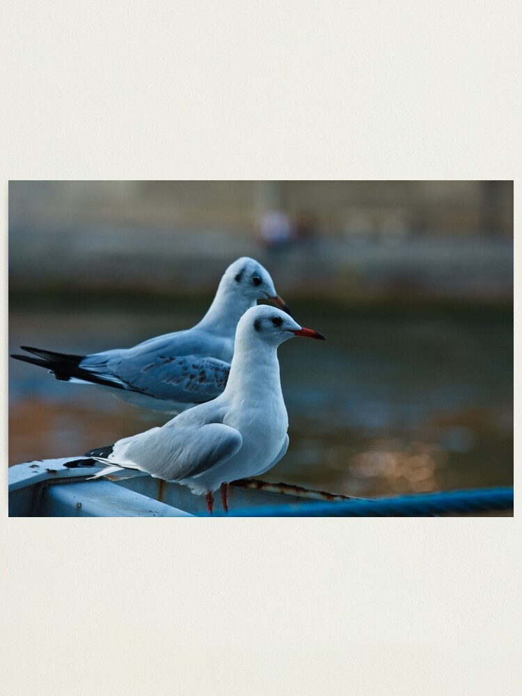 Alternate view of Seagulls Photographic Print