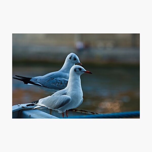 Seagulls Photographic Print
