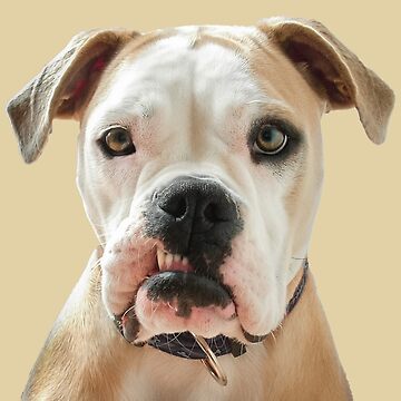 Scarface Bulldog Scarface Dog Poster For Sale By 9chaa Redbubble
