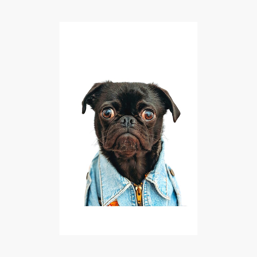 pug jean jacket