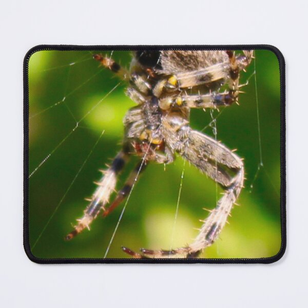 Item preview, European Garden Spider! designed and sold by Mickangelhere.