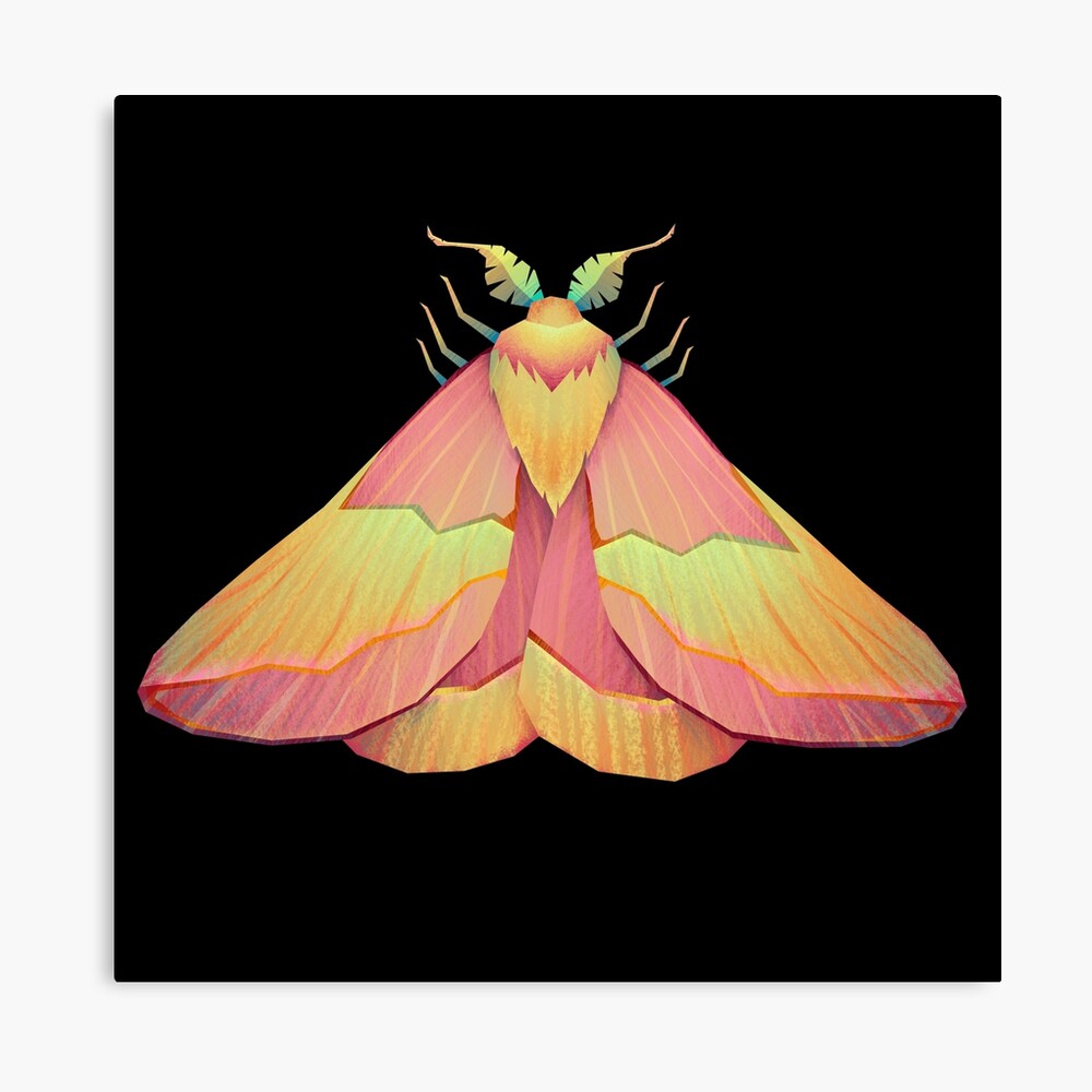 Framed Rosy Maple Moth (Dryocampa rubicunda) 6x6