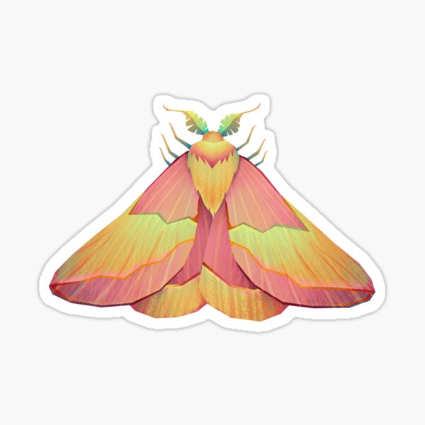 Vista previa del artículo con la obra «Rosy Maple Moth», diseñado y vendido por MegaWint.
