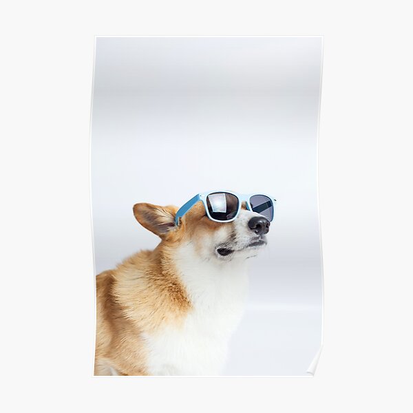Dapper Corgi Poster