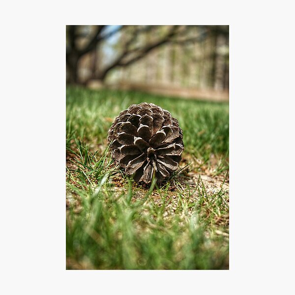 Item preview, Pinecone Tilt-Shift designed and sold by SarahEL17.