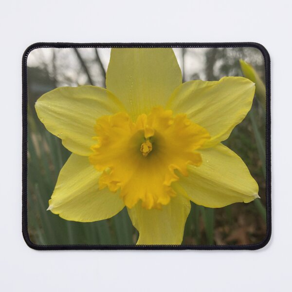 Item preview, Daffy Daffodil designed and sold by HippyFlowers.