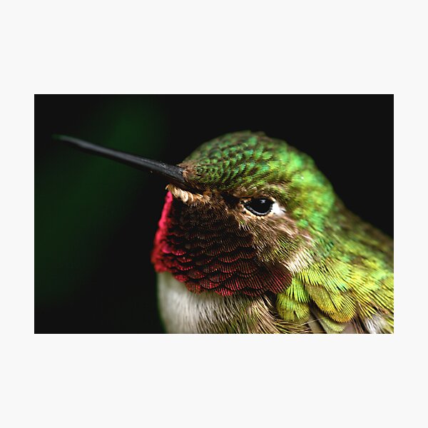 Item preview, Perfil de colibrí designed and sold by Heather Meadows.