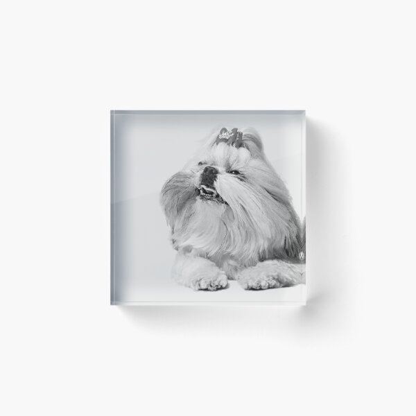 shih-tzu puppy cute dog (BLACK) Acrylic Block