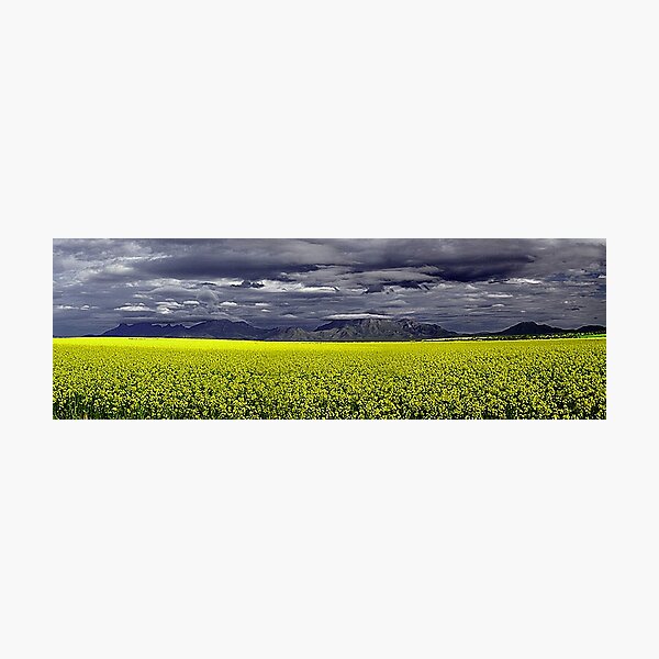 Item preview, Storm Over The Canola Field  designed and sold by EOS20.