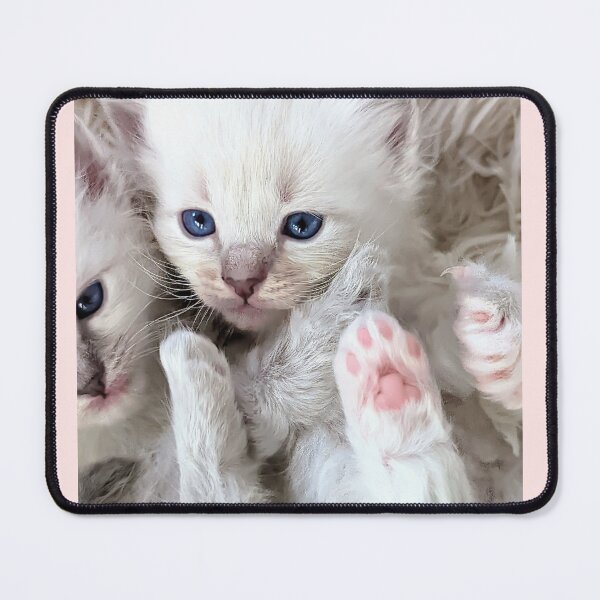 Item preview, Lynx ragdoll kitten designed and sold by Fluffycat2020.
