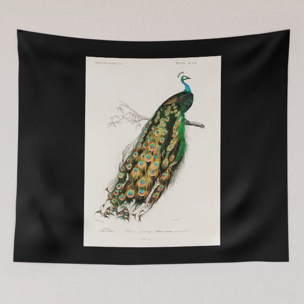 Item preview, Indian peafowl (Pavo Cristatus) illustrated by Charles Dessalines D&x27; Orbigny Premium Scoop T-Sh designed and sold by lesd124b.