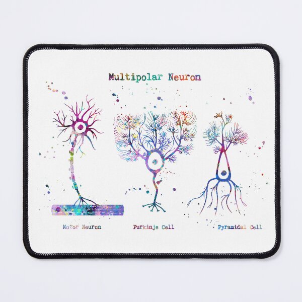 Item preview, Multipolar Neuron Types Anatomy designed and sold by EvasDreams.