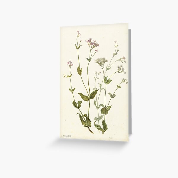 Vintage Botanical Print Greeting Card