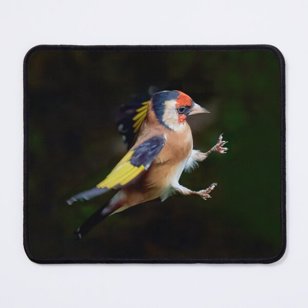 Item preview, European goldfinch (Carduelis carduelis) designed and sold by Graham Prentice.