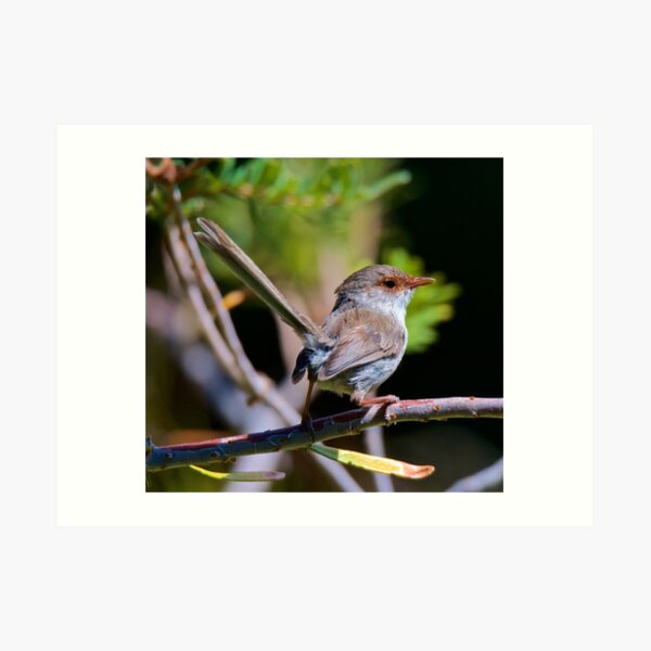 WREN ~ Superb Fairy-Wren by David Irwin ~ WO Art Print