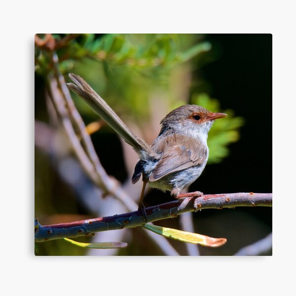 WREN ~ Superb Fairy-Wren 8kiuQPt9 by David Irwin ~ WO Canvas Print