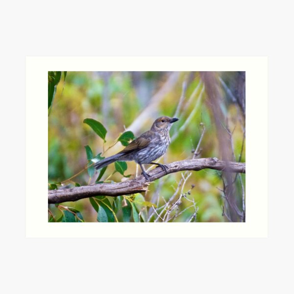 SHRIKETHRUSH ~ Grey Shrikethrush by David Irwin Art Print