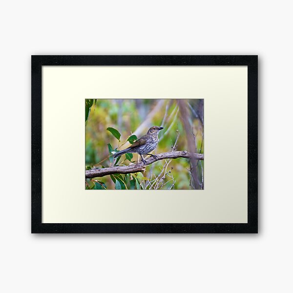 SHRIKETHRUSH ~ Grey Shrikethrush QC3WPKYY by David Irwin Framed Art Print