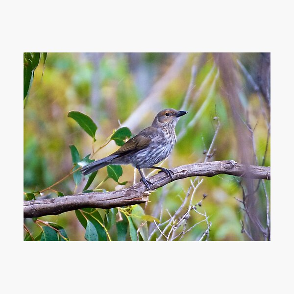 SHRIKETHRUSH ~ Grey Shrikethrush QC3WPKYY by David Irwin Photographic Print