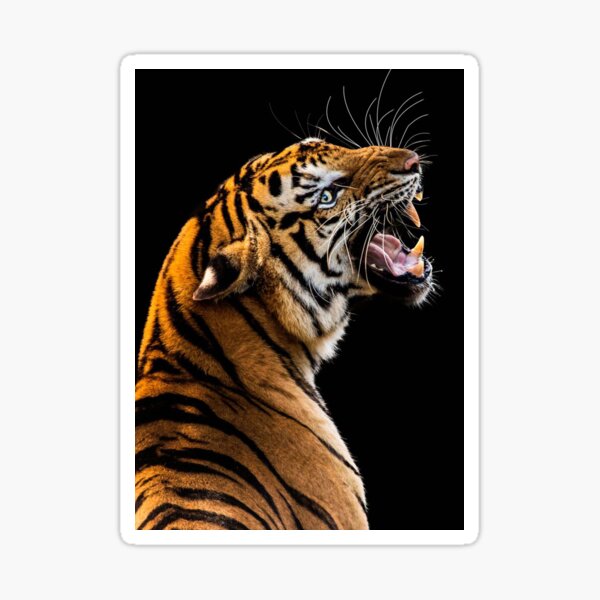 Vista previa del artículo con la obra «animales salvajes tigre 2», diseñado y vendido por abeklein563.