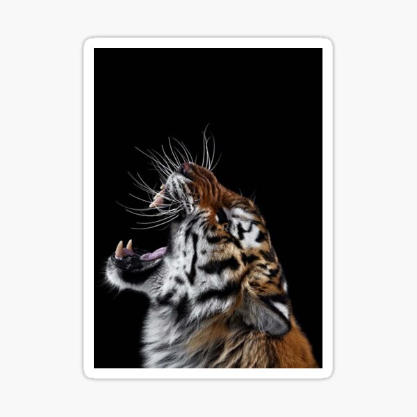 Vista previa del artículo con la obra «animales salvajes tigre 3», diseñado y vendido por abeklein563.