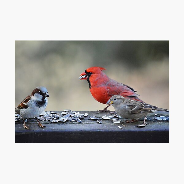 cardinal merchandise