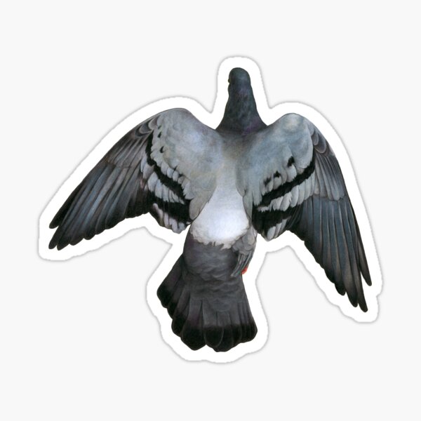 Pigeon Sticker