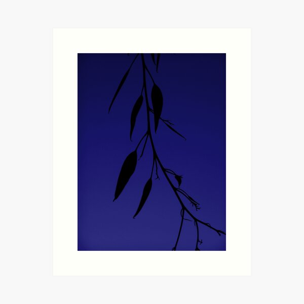 Blue gum Art Print