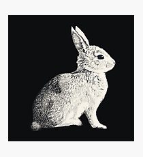Hase Fotodruck