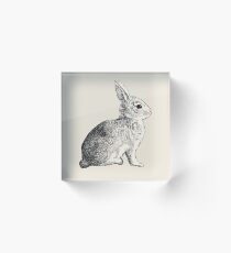 Hase Acrylblock