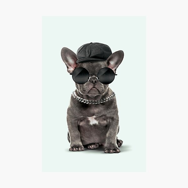 Fashion Dog Photographic Print