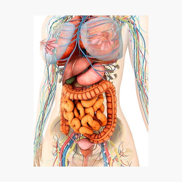 Female body showing digestive and circulatory system. Photographic Print