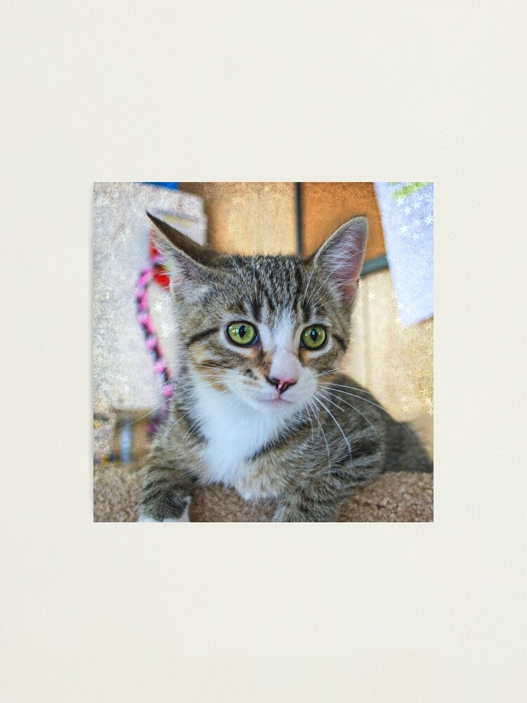 Green Eye Cute Tabby Kitten Photographic Print By Odas Redbubble
