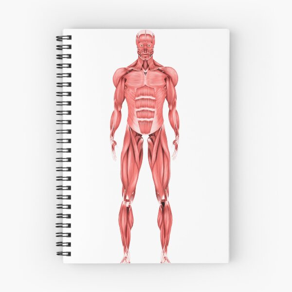 Item preview, STK700344H-Medical illustration of male muscular system, front view. designed and sold by StocktrekImages.