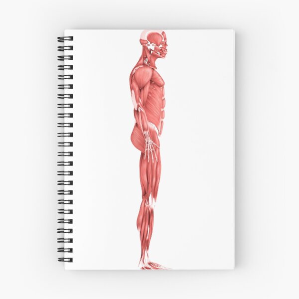 Item preview, STK700345H-Medical illustration of male muscular system, side view. designed and sold by StocktrekImages.