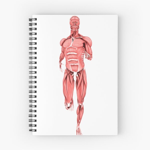 Item preview, STK700346H-Medical illustration of male muscles running, front view. designed and sold by StocktrekImages.